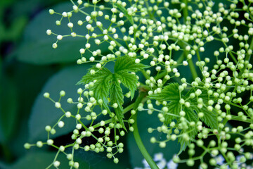 Early bloom stage of sambucus plant