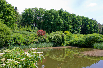 Summer forest pond landscape with green trees and elderflower