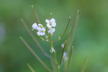 hairy bittercress