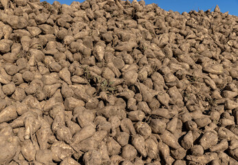 sugar beet after harvesting for the production of white crystalline sugar, view from below