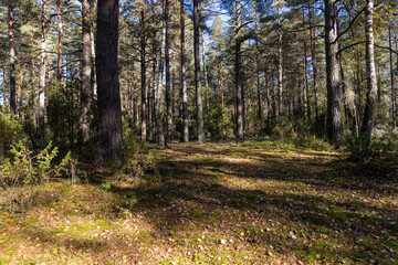 autumn mixed forest with different types of trees and shrubs with moss in the autumn season