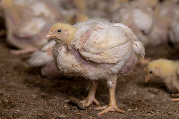 a poultry farm where chickens are raised to produce meat products