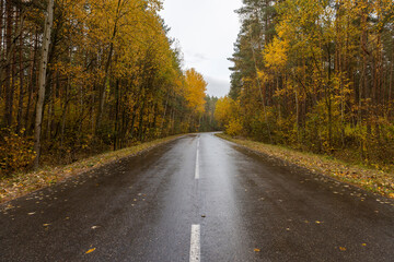 rural road in the forest in cloudy weather after rain, white stripes on wet roads