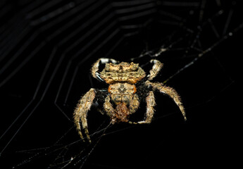A beautiful common bark spider (Caerostris sexcuspidata) in the wild in KwaZulu-Natal, South Africa