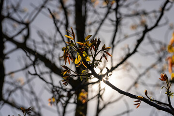 foliage and flowers of walnut, branches with foliage and walnut flowers on a sky, side view