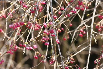 Cherry blossoms with cute pink buds,Yaebenishidare