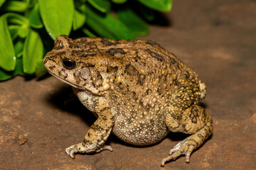 A beautiful guttural toad (Sclerophrys gutturalis), also known as a African common toad, in the wild in KwaZulu-Natal, South Africa