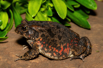 A beautiful guttural toad (Sclerophrys gutturalis), also known as a African common toad, in the wild in KwaZulu-Natal, South Africa