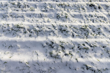 wheat for an early grain harvest, an agricultural field with green wheat covered with snow after a snowfall