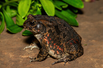 A beautiful guttural toad (Sclerophrys gutturalis), also known as a African common toad, in the wild in KwaZulu-Natal, South Africa