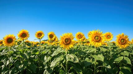 Sunflowers in a field under a vibrant blue sky