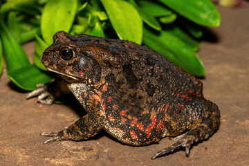 A beautiful guttural toad (Sclerophrys gutturalis), also known as a African common toad, in the wild in KwaZulu-Natal, South Africa