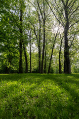 deciduous trees in the park in sunny weather, landscape in the park with green foliage of trees and...