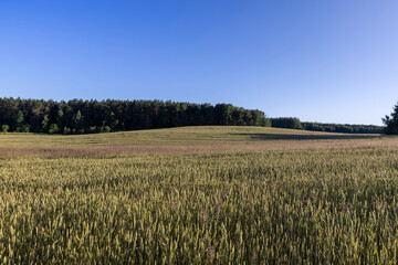 a field with a harvest of cereals , a field with cereals and a forest at the edge of the field with various trees in eastern Europe