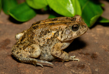 A beautiful guttural toad (Sclerophrys gutturalis), also known as a African common toad, in the wild in KwaZulu-Natal, South Africa