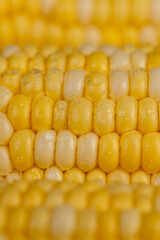 sweet corn for cooking and cooking with juicy yellow grains wet in drops of water, side view