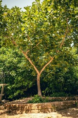 Tree with lush green leaves on a sunny day