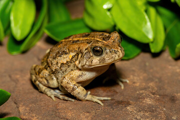 A beautiful guttural toad (Sclerophrys gutturalis), also known as a African common toad, in the wild in KwaZulu-Natal, South Africa