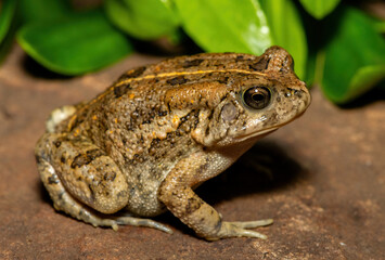 A beautiful guttural toad (Sclerophrys gutturalis), also known as a African common toad, in the wild in KwaZulu-Natal, South Africa