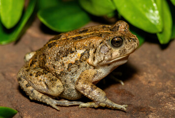 A beautiful guttural toad (Sclerophrys gutturalis), also known as a African common toad, in the wild in KwaZulu-Natal, South Africa