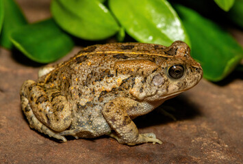 A beautiful guttural toad (Sclerophrys gutturalis), also known as a African common toad, in the wild in KwaZulu-Natal, South Africa