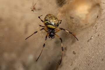 A female and male African Hermit Spider (Nephilingis cruentata) on its web on a warm summer's evening in KwaZulu-Natal, South Africa
