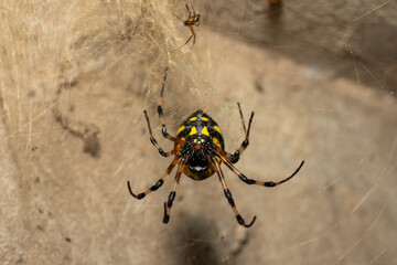 A female and male African Hermit Spider (Nephilingis cruentata) on its web on a warm summer's evening in KwaZulu-Natal, South Africa
