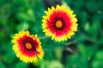 Summer blooming pine chrysanthemums, close-up of nature, plants, and flowers