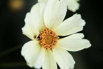 white flower macro