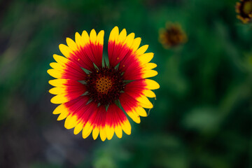 Summer blooming pine chrysanthemums, close-up of nature, plants, and flowers