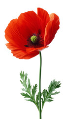 Obraz premium Red poppy flower and leaf, isolated background