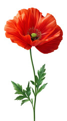 Obraz premium Red poppy flower and leaf isolated on transparent background