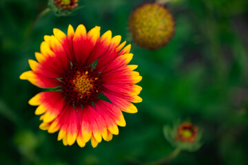 Summer blooming pine chrysanthemums, close-up of nature, plants, and flowers