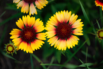 Summer blooming pine chrysanthemums, close-up of nature, plants, and flowers