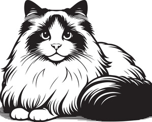 Black and White Ragdoll Cat Vector