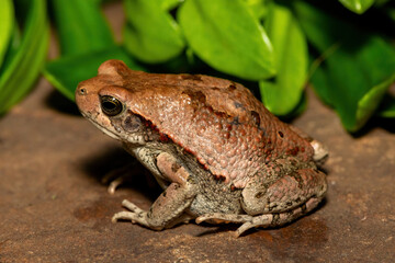 A beautiful African red toad (Schismaderma carens), also known as an African split-skin toad, in the wild in KwaZulu-Natal, South Africa