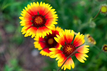 Summer blooming pine chrysanthemums, close-up of nature, plants, and flowers
