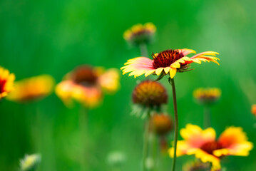 Summer blooming pine chrysanthemums, close-up of nature, plants, and flowers