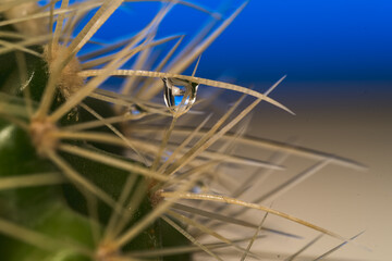 Close-Up of a Green Cactus with Intricate Details
