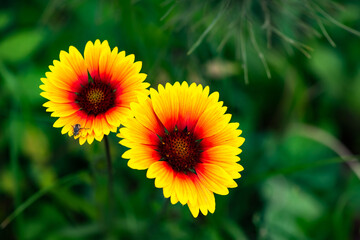 Summer blooming pine chrysanthemums, close-up of nature, plants, and flowers