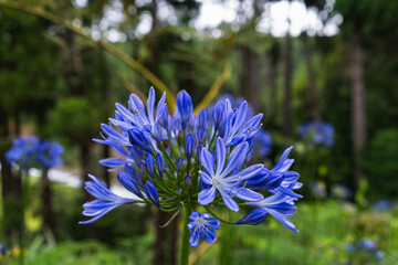 Delicate Flowers in a Stunning Close-Up View