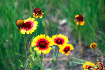 Summer blooming pine chrysanthemums, close-up of nature, plants, and flowers
