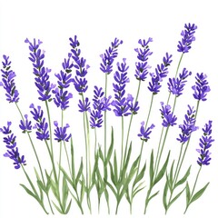 Obraz premium Vibrant Purple Lavender Flowers Isolated on White Background Botanical Illustration