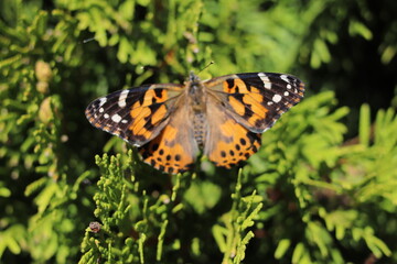 Obraz premium butterfly closeup