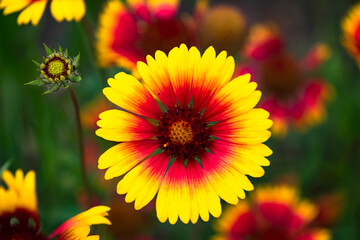 Summer blooming pine chrysanthemums, close-up of nature, plants, and flowers