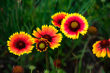Summer blooming pine chrysanthemums, close-up of nature, plants, and flowers