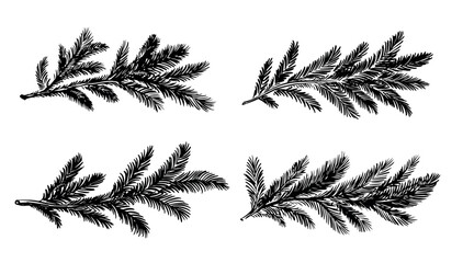 A fir branch set black on a white background hand drawn	
