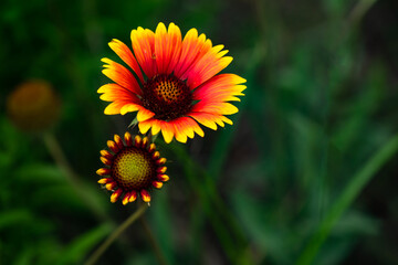 Summer blooming pine chrysanthemums, close-up of nature, plants, and flowers