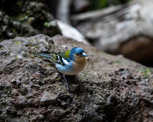 Exploring the Beautiful Flower Valley in Madeira
