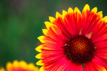 Summer blooming pine chrysanthemums, close-up of nature, plants, and flowers